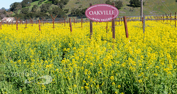 Bright yellow mustard field in Napa Valley, California