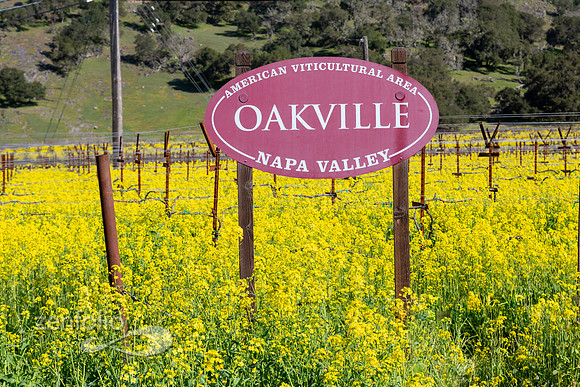 Bright yellow mustard field in Napa Valley, California