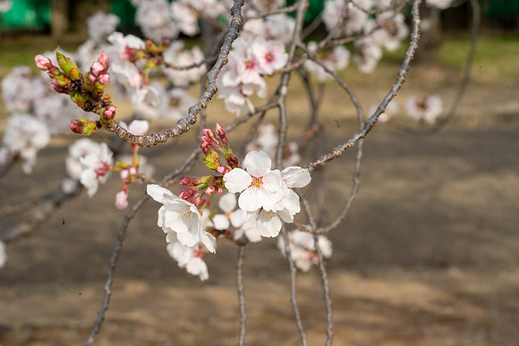 Sakura