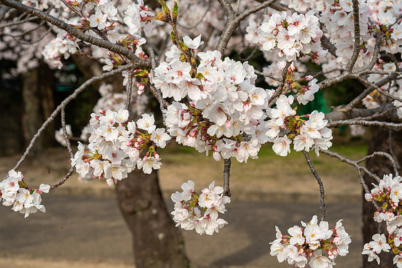 Sakura