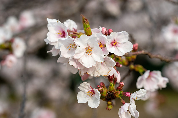 Sakura