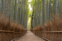 Arashiyama Bamboo Forest