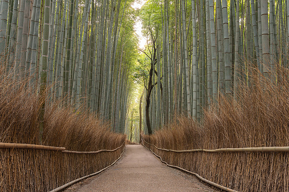 Arashiyama Bamboo Forest