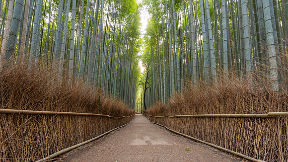 Arashiyama Bamboo Forest