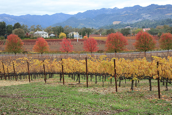 Napa Valley Wine Country