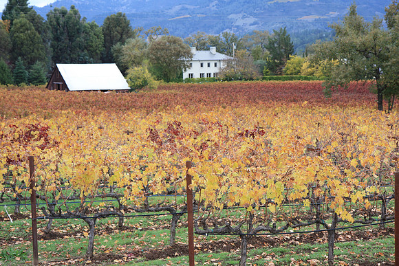 Napa Valley Wine Country
