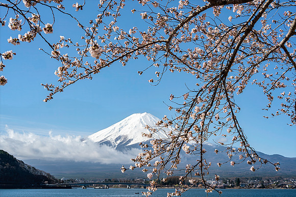 Mt. Fuji and Sakura