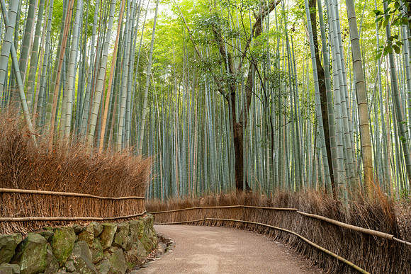 Arashiyama Bamboo Forest