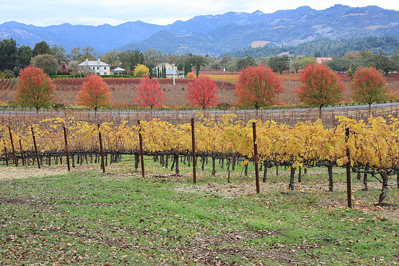 Napa Valley Wine Country