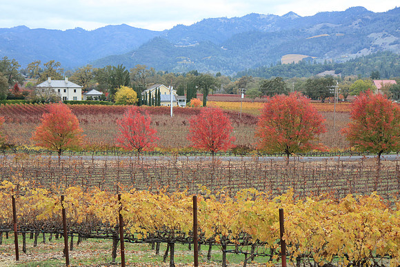 Napa Valley Wine Country