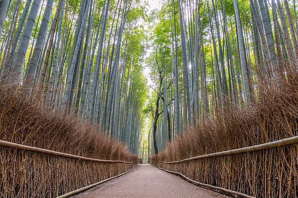 Arashiyama Bamboo Forest